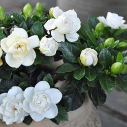 gardenia jasminoides crown jewel